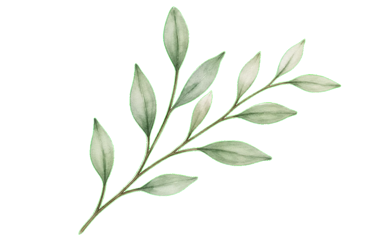 image d'un rameau de feuilles